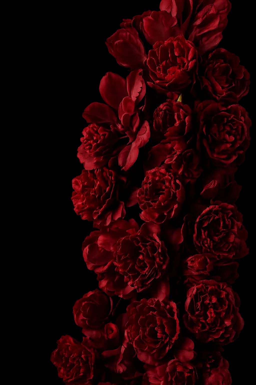 An editorial arrangement of deep crimson roses